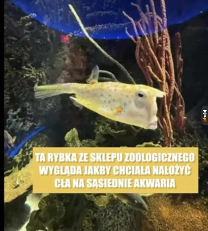 Podejrzana ryba