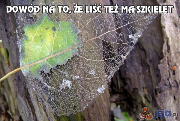 Dowód na to, że liść też ma szkielet