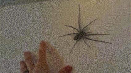 Nie zadzieraj z pająkami