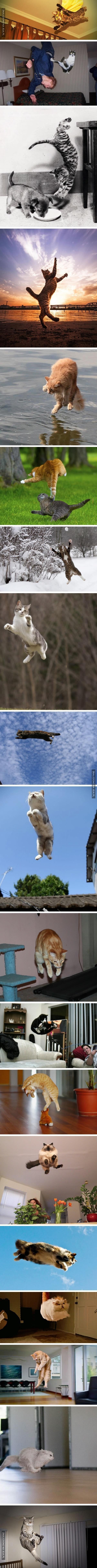 Lewitujące koty, lewitujące koty wszędzie!