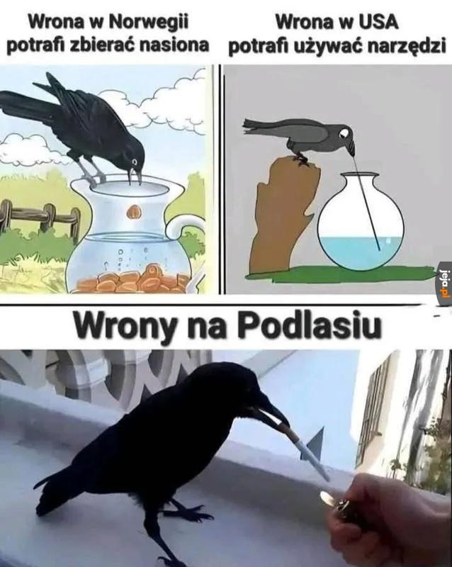 Wrony na Podlasiu
