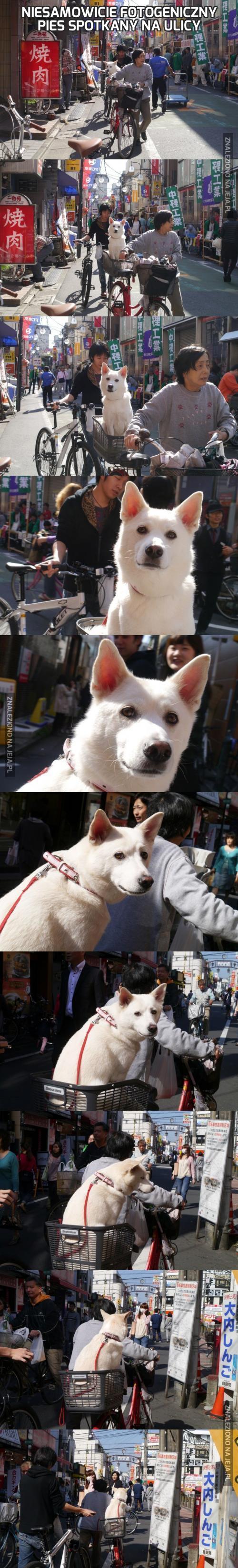 Niesamowicie fotogeniczny pies spotkany na ulicy