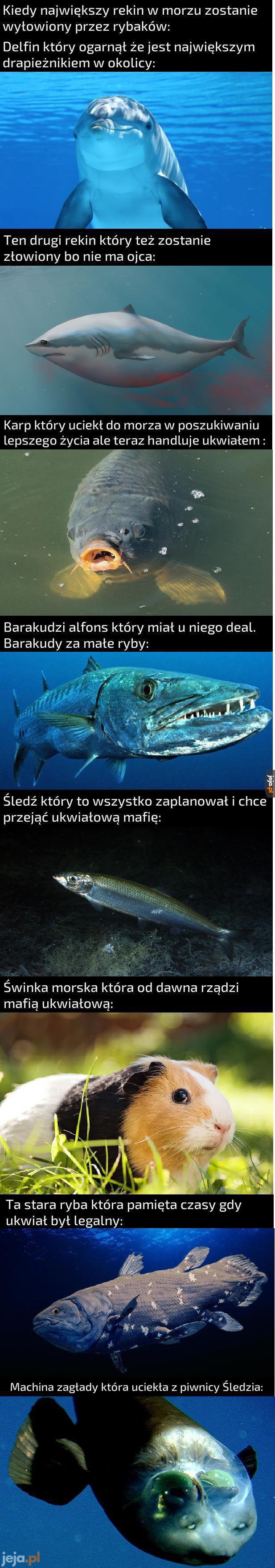 Najciekawsze gatunki morskie