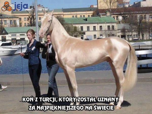 Koń z Turcji, który został uznany za najpiękniejszego na świecie