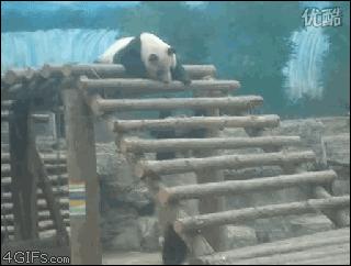Wredna panda