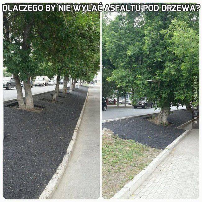 Dlaczego by nie wylać asfaltu pod drzewa?