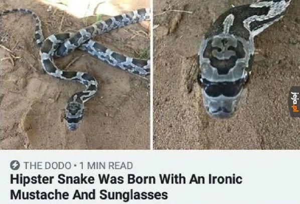 To pewnie wąż rzeczny