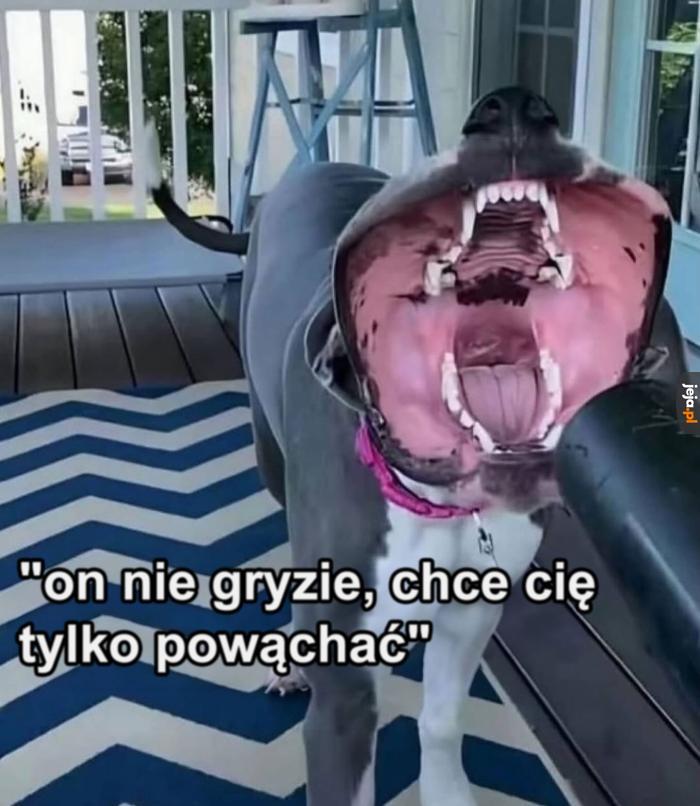 Łagodny jak baranek