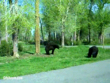 Walka niedźwiedzi! (prawdziwy hardcore)