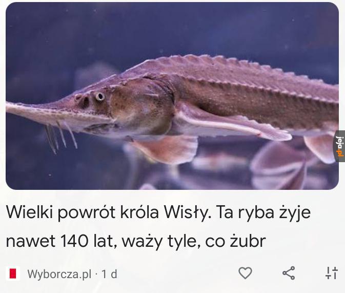 Twój stary i tak złapał większego