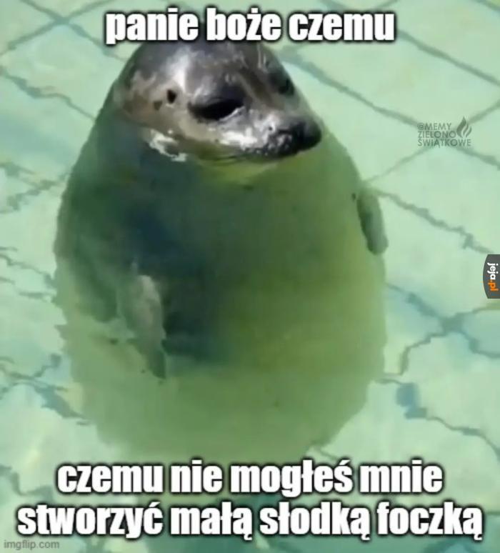 Foczka