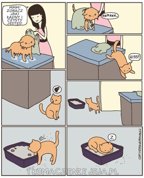 Kot po kąpieli