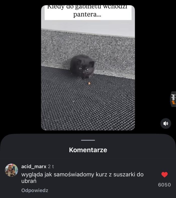 Chodzący kłaczek