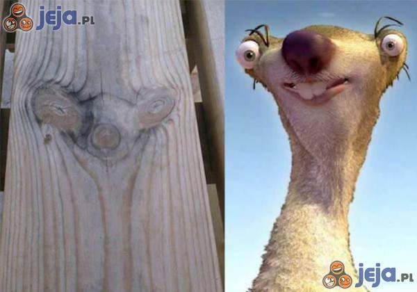Sid w drewnie