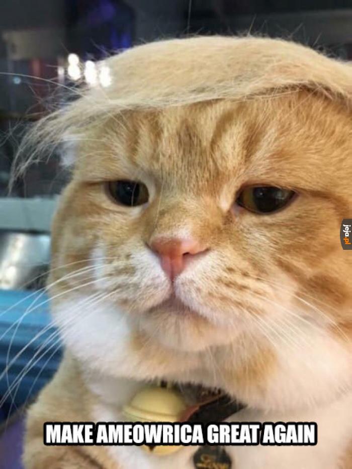 Kot Trump
