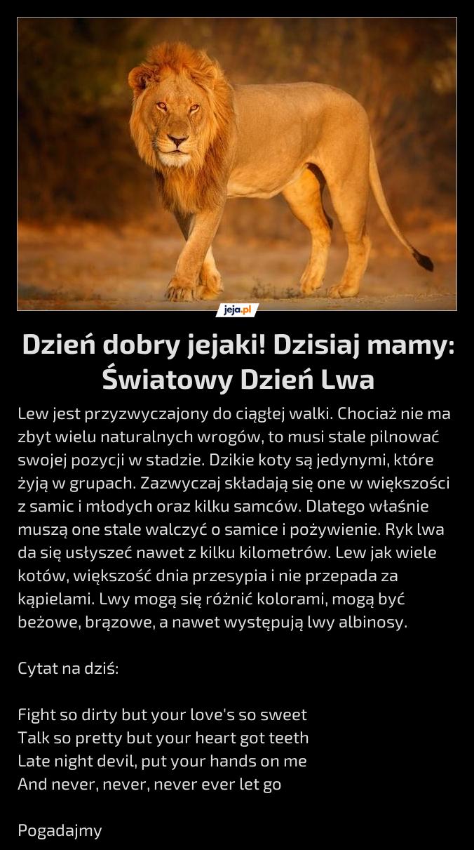Dzień dobry jejaki! Dzisiaj mamy: Światowy Dzień Lwa
