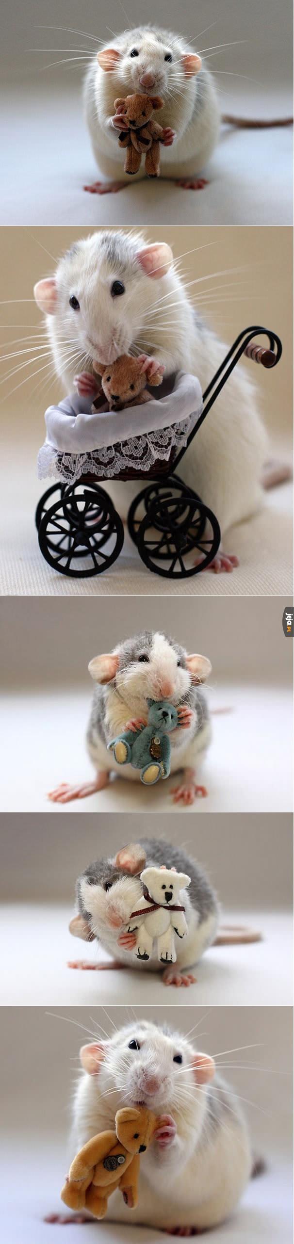 Szczurki z miniaturowymi maskotkami