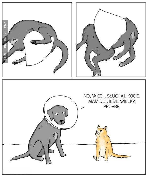 Kocia przysługa