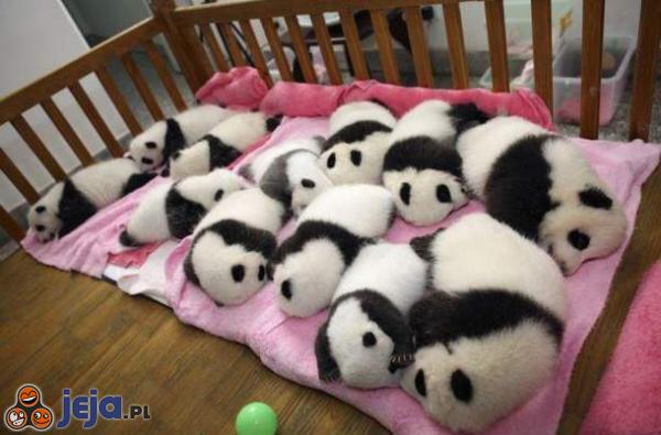 Sweet panda overload