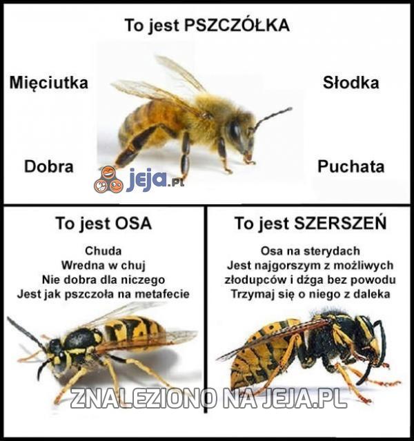 Pszczoła, osa i szerszeń - Rozróżniaj!