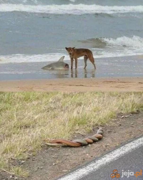 Australia na jednym obrazku