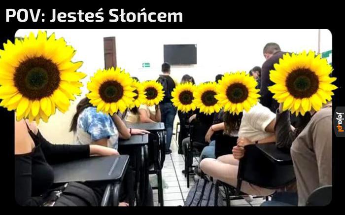 Słoneczniki