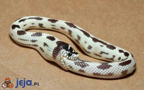Najgłupszy wąż świata