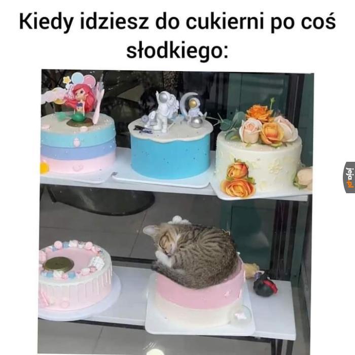 Nie jestem chińczykiem, ale kota przygarnę