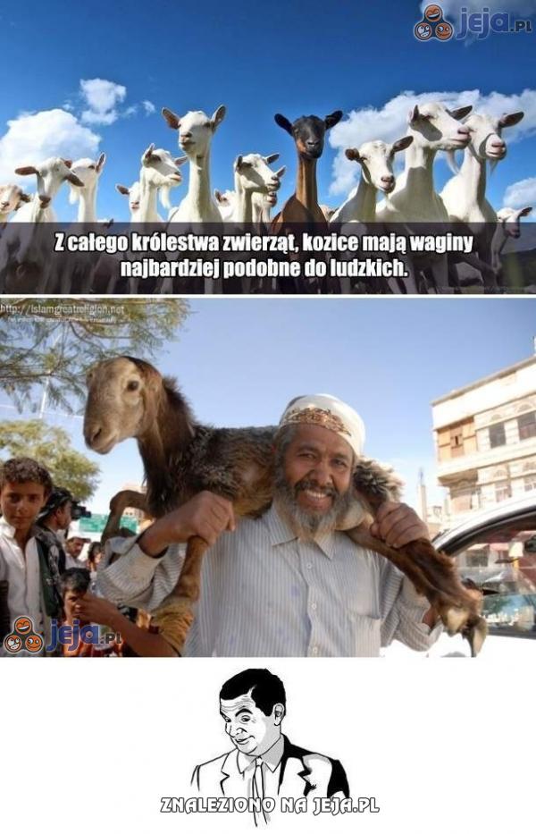 Araby lubią kozy