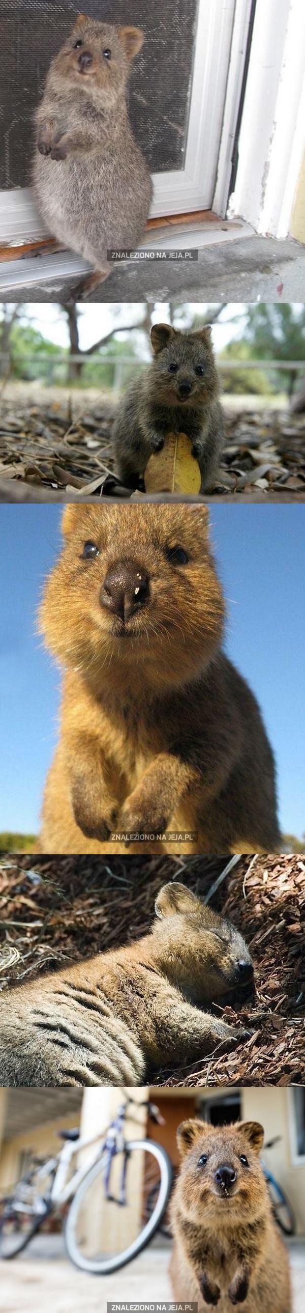 Kuoka - radosny zwierzak z Australii