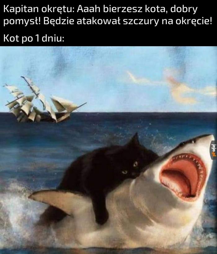 Nie dość że statek zatopił, to też rekina zagryzł