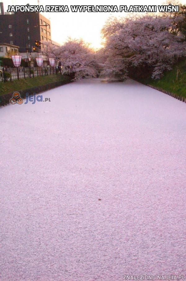 Japońska rzeka wypełniona płatkami wiśni