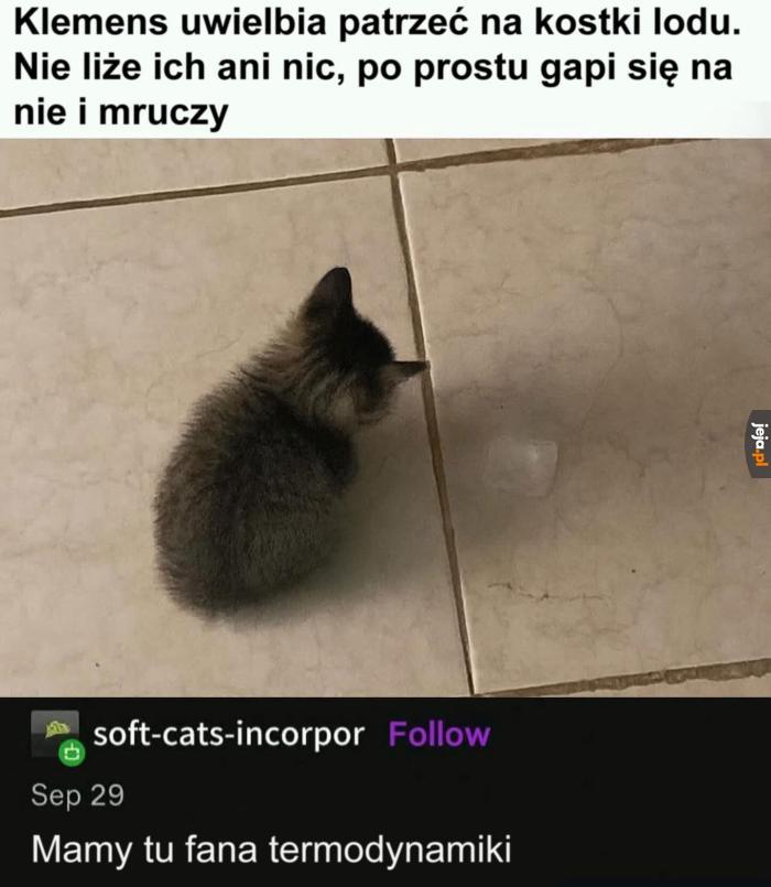 Naukowy kiciuś