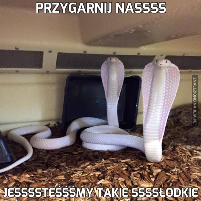 Przygarnij nassss