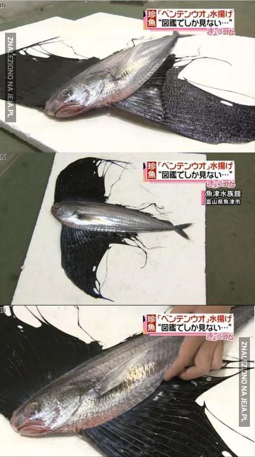 Dziwna ryba złowiona w Japonii