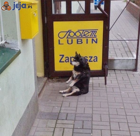 Pies czeka na właściciela