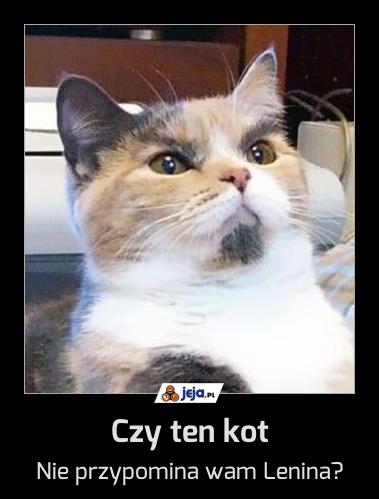 Czy ten kot