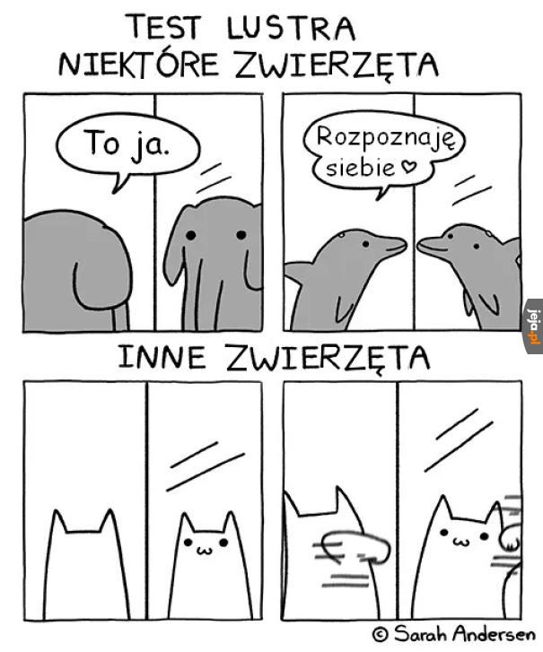 Kocie z lutra, nie patrz na mnie!