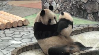Buziak od małej pandy