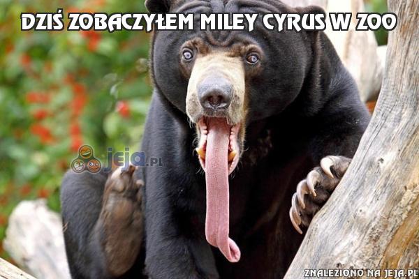 Dziś zobaczyłem Miley Cyrus w ZOO