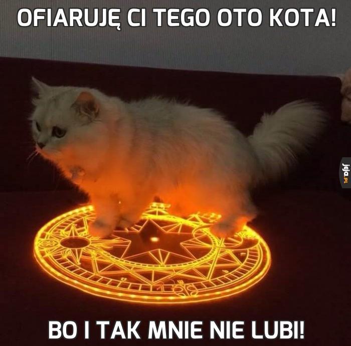 Ofiaruję ci tego oto kota!