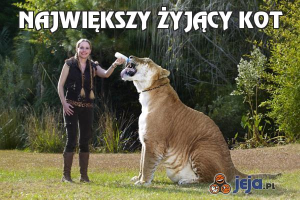 Największy żyjący kot