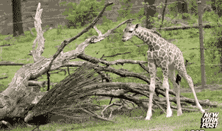 Strachliwa żyrafa
