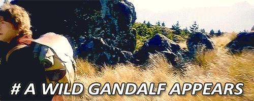 Uwaga, dziki Gandalf atakuje!