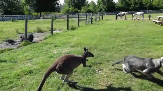 Kangur i pies bawią się w berka
