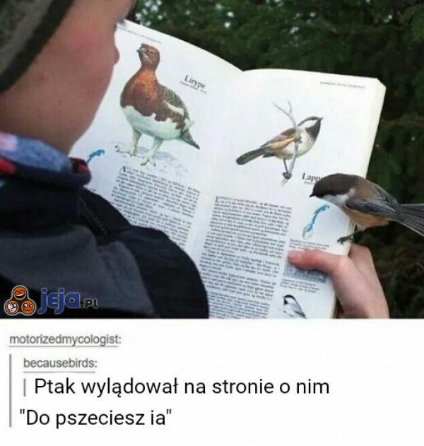 Ptaki potrafią czytać