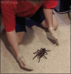 Zabawa z pajączkiem