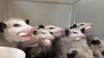 Om nom nom nom