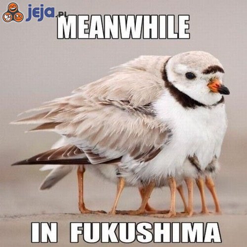 Tymczasem w Fukushimie