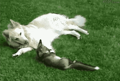 Krwiożerczy wilk atakuje bezbronnego lisa